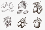 Hand drawn vector plants, a Food Illustration by SHom (Thumbnail 9 of 17)