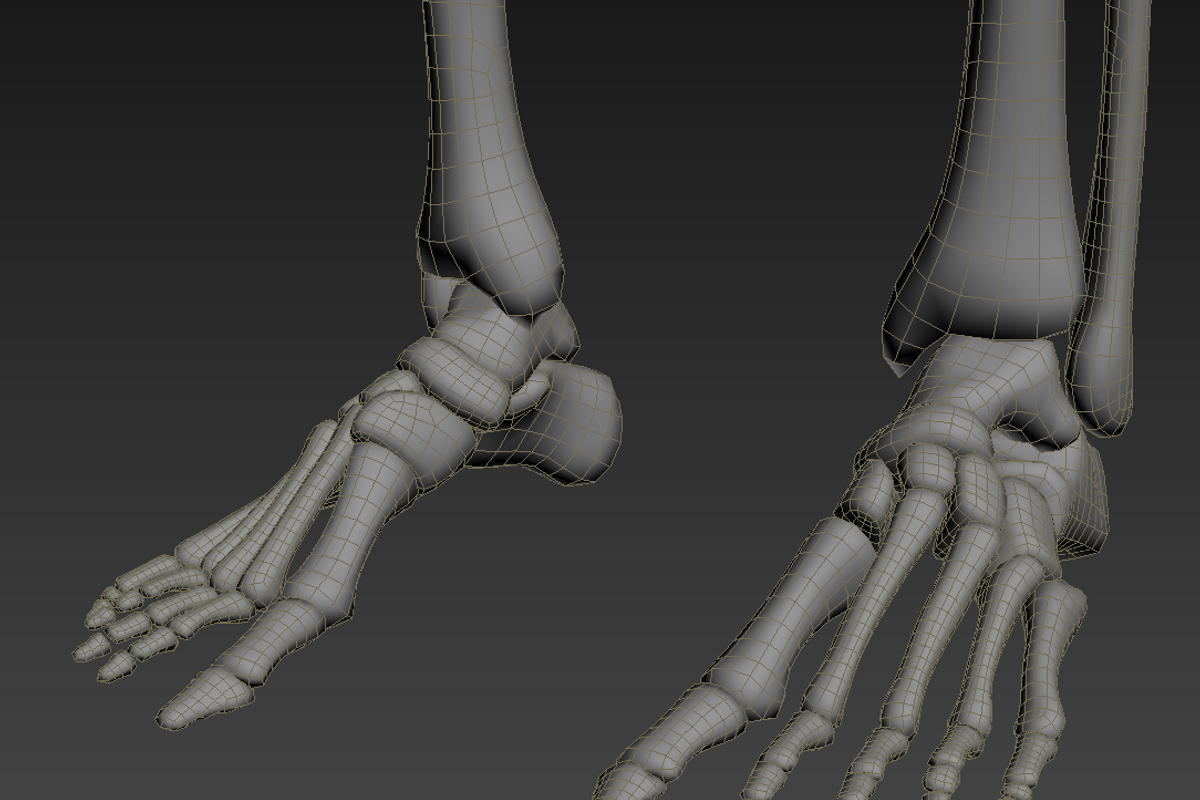Human skeleton rigged, a Characters & Person 3D Model by konstantin.ermolaev (Photo 18 of 27)