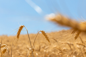 Ripe wheat spikes in a sunlit field under a clear blue sky, capt, a Nature Photo by Ales Munt