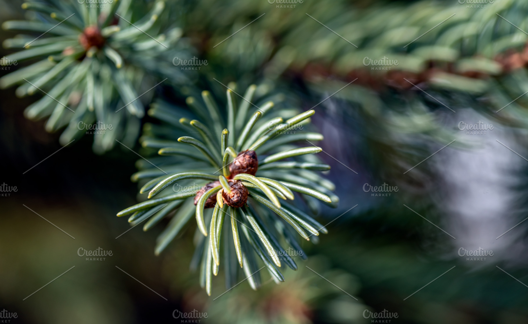 Spruce branch close-up, a Nature Photo by J&M Diversity