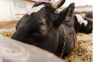 Cattle resting in a farmyard under, an Animal Photo by darksoul72