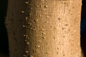 Tree Trunk Detail, a Nature Photo by THP Creative