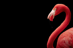 Flamingo on black backdrop, a Photo by Beautiful things