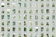 230 Sage Green Stock Images Bundle, a Beauty & Fashion Photo by Allure Art (Thumbnail 33 of 33)