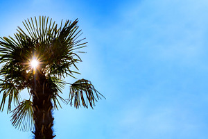 Sunlight shines through a tropical palm tree against a vibrant blue sky, evokin, a Nature Photo by Ales Munt