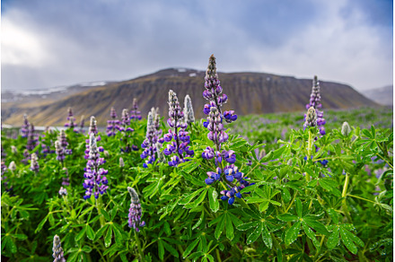 Blooming lupins in Iceland, a Nature Photo by Nature and travel