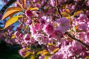 Japanese cherry blossom in spring. Macro view, a Nature Photo by GoodGoods (Thumbnail 5 of 5)