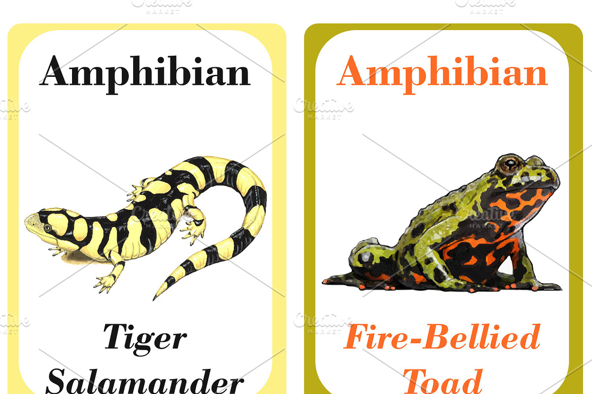 Amphibians Flash Cards For Kids preview 4