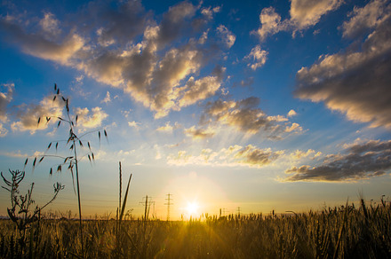 Sunset at the cornfields II