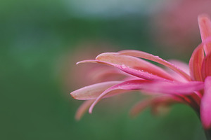Raindrops on Pink Daisy Petals, a Nature Photo by René Jordaan Photography