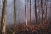 Dark & Moody Lightroom Presets, an Action Add-On by PhotoMarket (Thumbnail 15 of 65)
