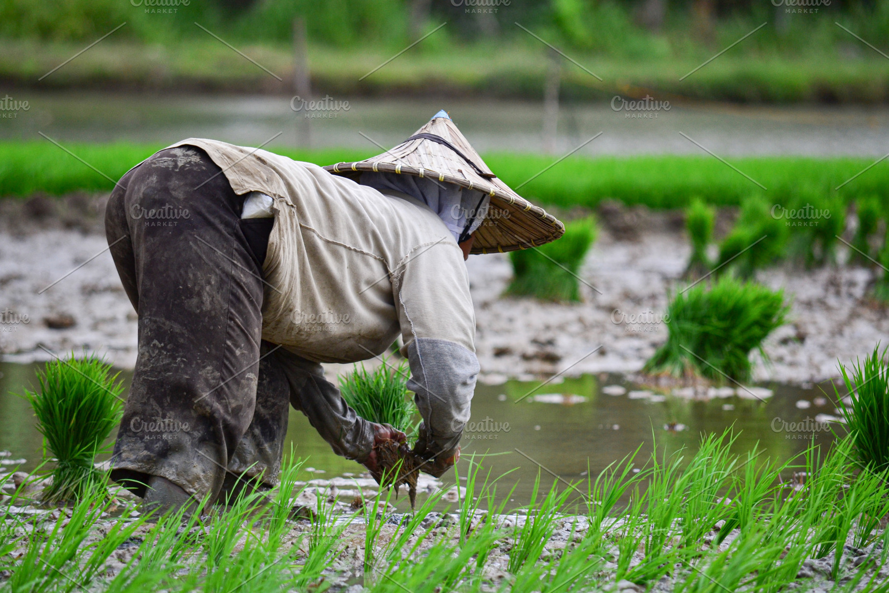 Traditional Rice Farmers, a Nature Photo by bastera