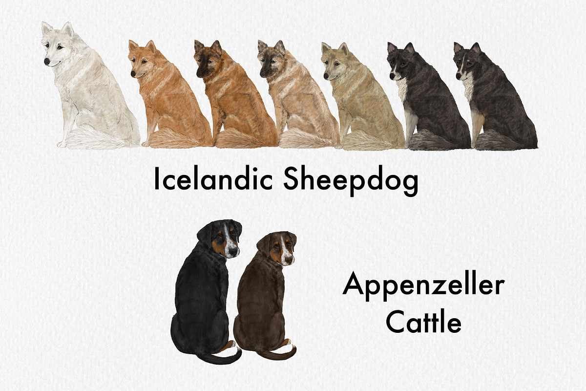 Watercolor dog breed clipart, an Animal Illustration by ColorfulPT (Photo 5 of 8)