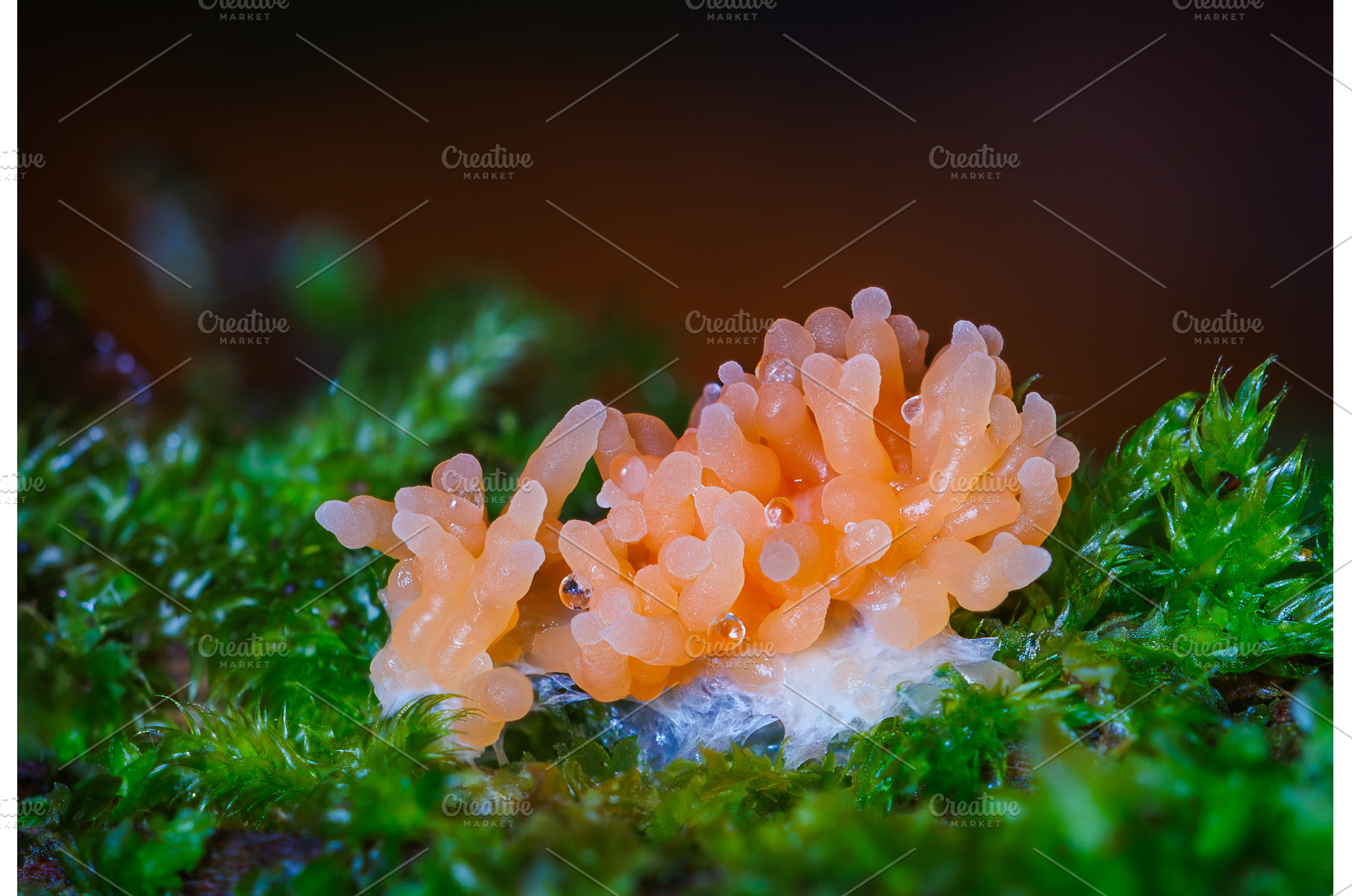 Red raspberry slime mold - Tubifera, an Animal Photo by Lukas Jonaitis SHOP