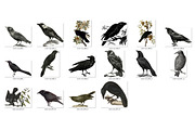 Vintage Ravens and Crows Clipart, an Illustration by Digital Curio (Thumbnail 4 of 4)