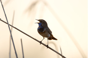 Male Bluethroat Singing on Reed Stem, an Animal Photo by Pakosta