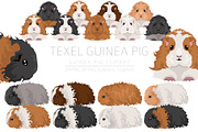 Texel Guinea Pig set, an Animal Illustration by pet design shop (Thumbnail 1 of 5)