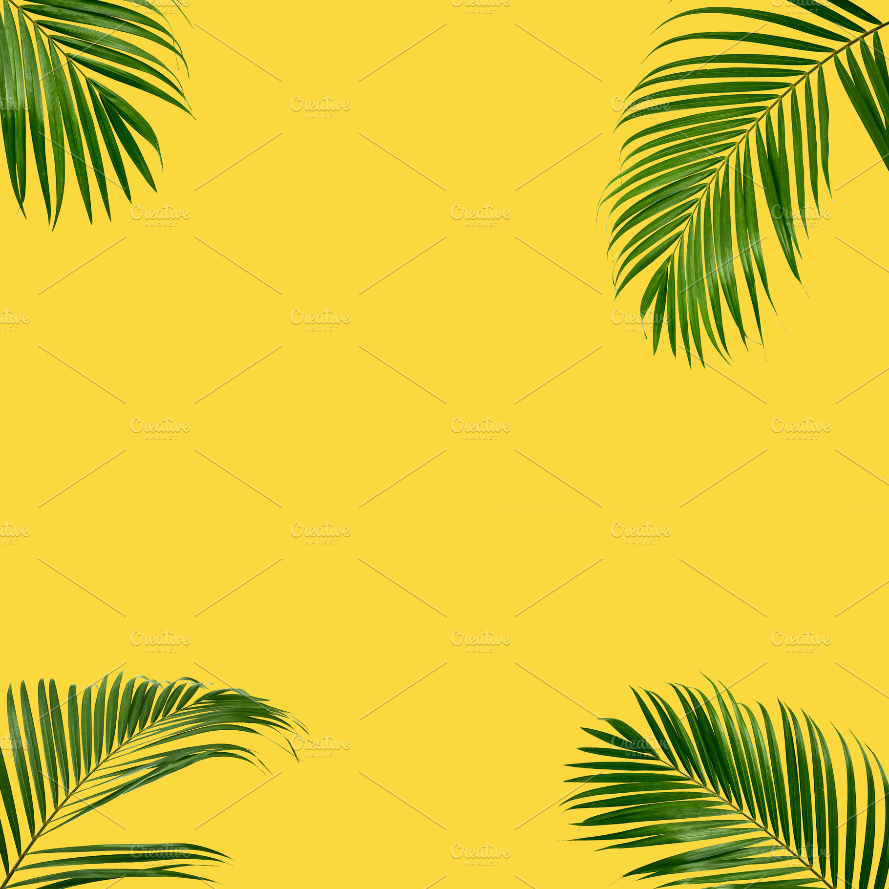 summer frame tropical palm backgroun, a Background Photo by 1981 Rustic studio kan