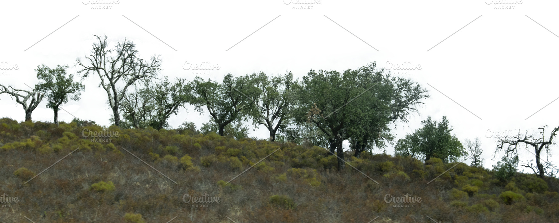Holm oaks in spanish countryside, a Nature Photo by DanFLCreativo