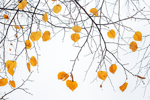 Yellow last leaves on the branches o featuring leaf, yellow, and autumn