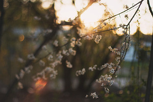 Floral sunset