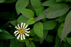 Vibrant Yellow Zinnia Flower Amidst, a Nature Photo by bastera