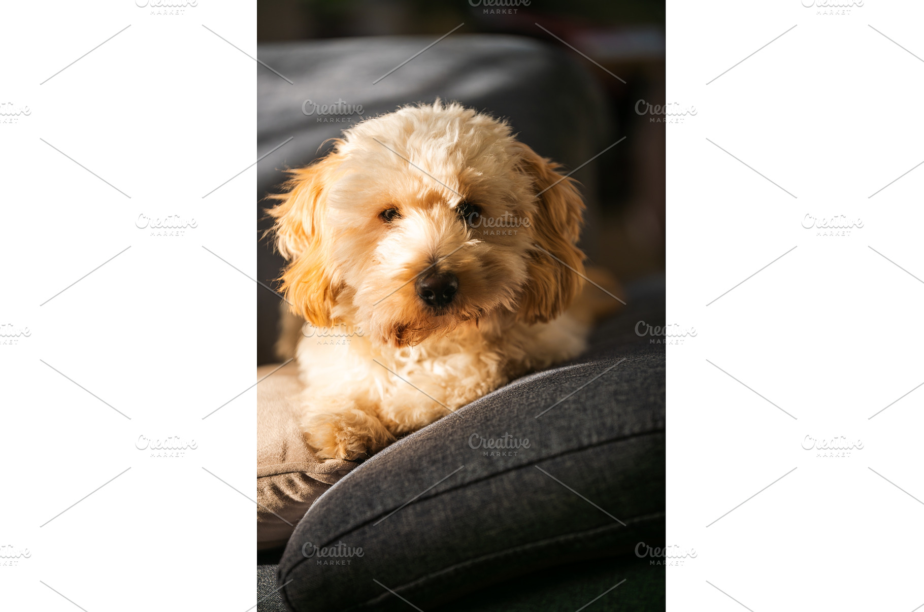 Portrait of a Maltipoo Puppy Resting, an Animal Photo by MadPhotos