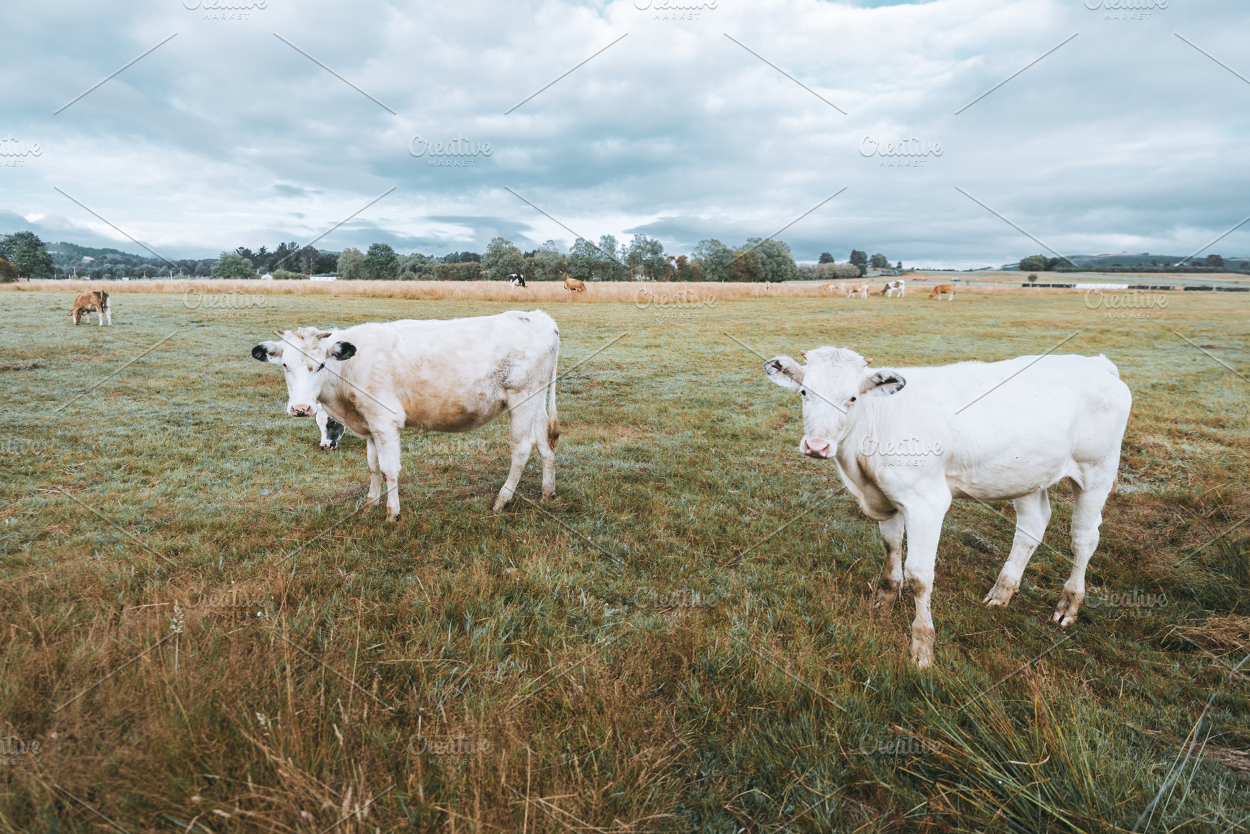 White cows on grassy field, an Animal Photo by SkyNext