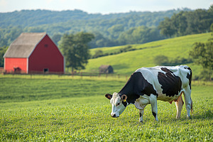 Pastoral tranquility: Black and whit, an Animal Photo by Pixeness Studio