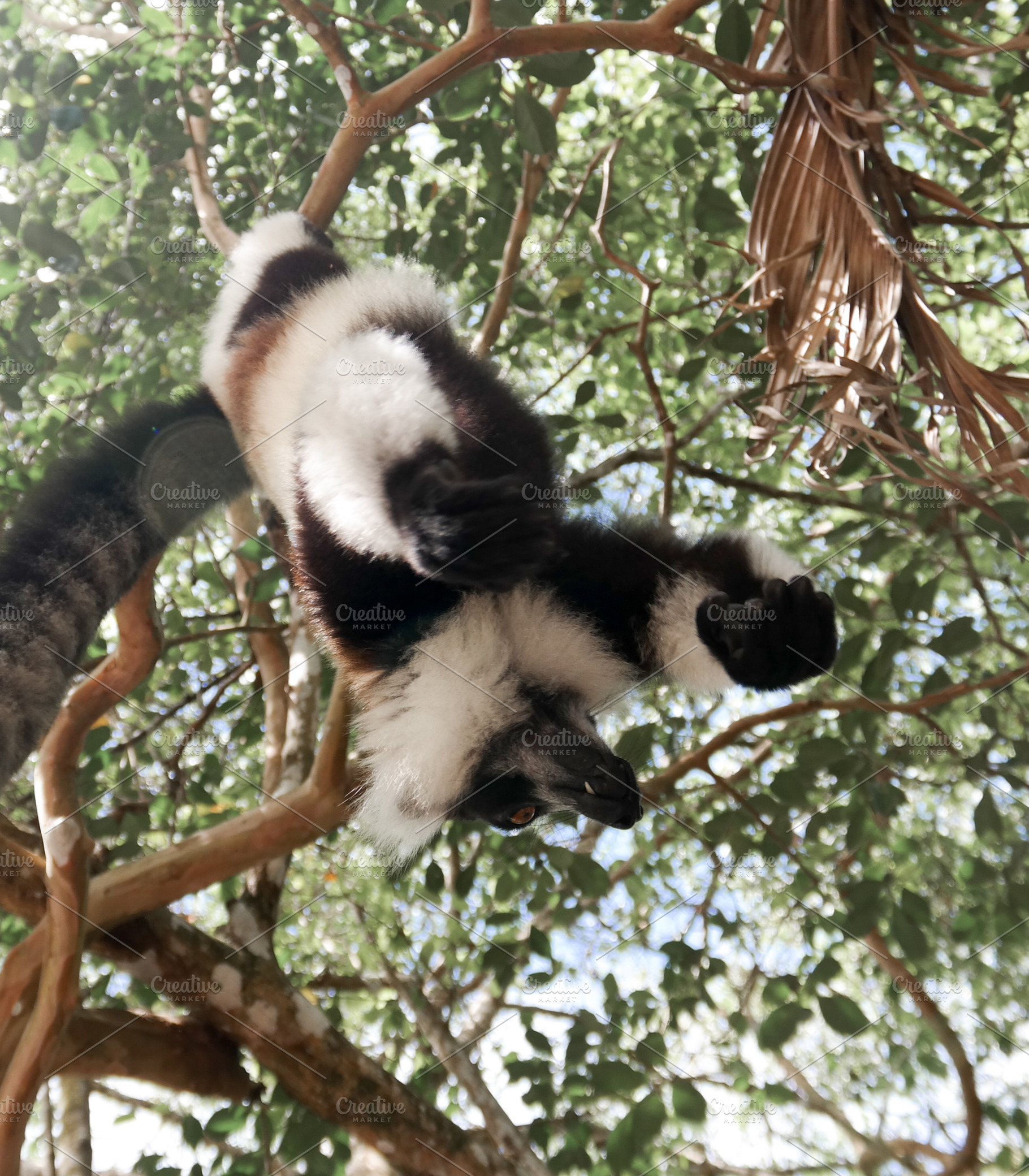 Portrait of black-and-white ruffed lemur aka Varecia variegata or Vari lemur at, an Animal Photo by Wild, Wild World