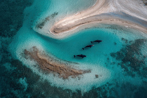 Dolphins swimming in clear water, a Photo by Beautiful things