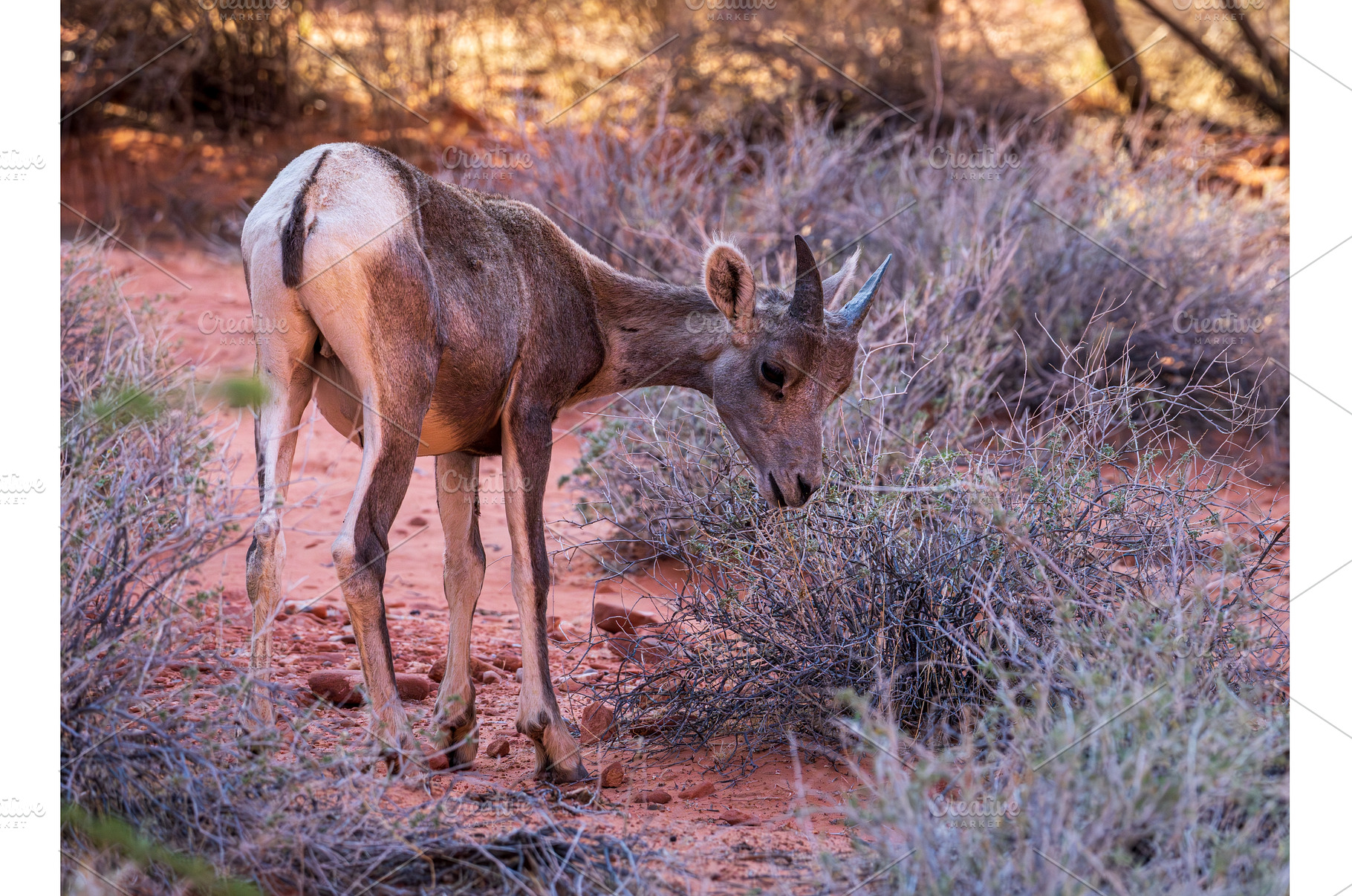 Bighorn sheep lamb grazing among, an Animal Photo by Backyard Stock