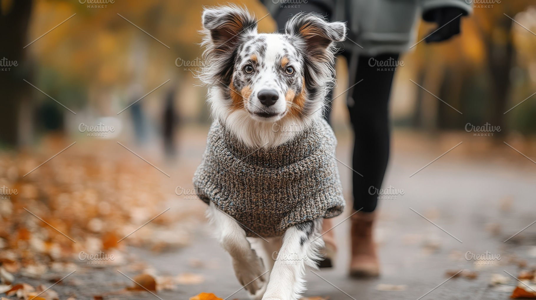 Dog in Sweater on Autumn Walk, an Animal Photo by Pixeness Studio