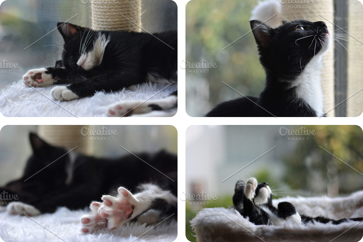 8 Image Bundle: Tuxedo Kitten, an Animal Photo by Happiestscone Photography (Photo 3 of 3)