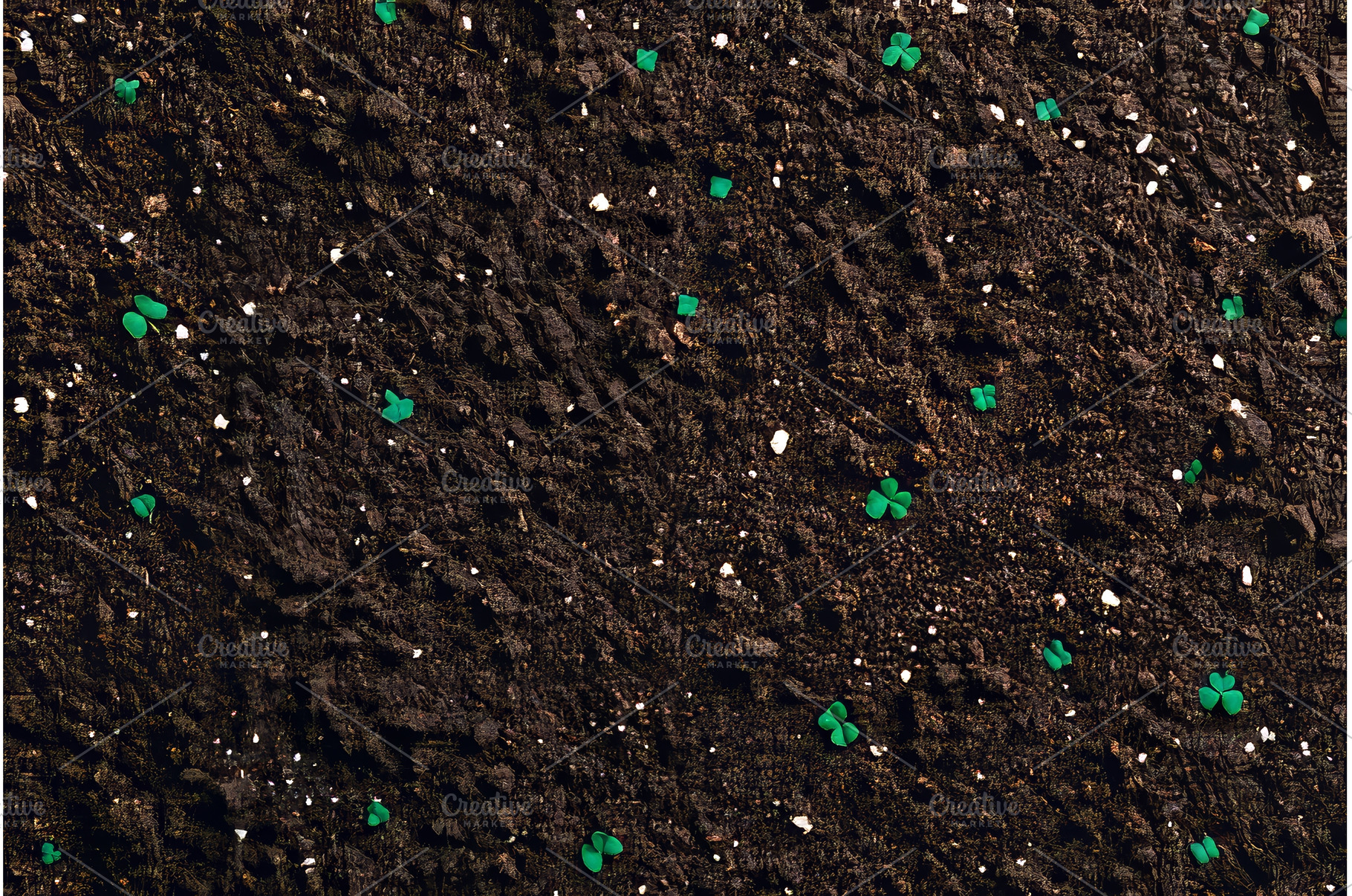 Growing radish seedlings indoors in, a Nature Photo by ZinetroN