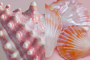 60 Aesthetic Seashells Stock Photos, a Nature Photo by Incomelion (Thumbnail 3 of 14)