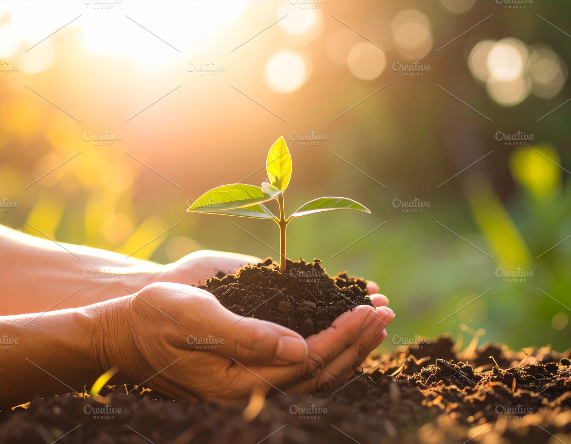 Hands gently holding soil with a small green sprout emerging., a Nature Photo by DanFLCreativo