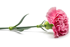 Pink carnation flower with green ste, a Nature Photo by Artonix