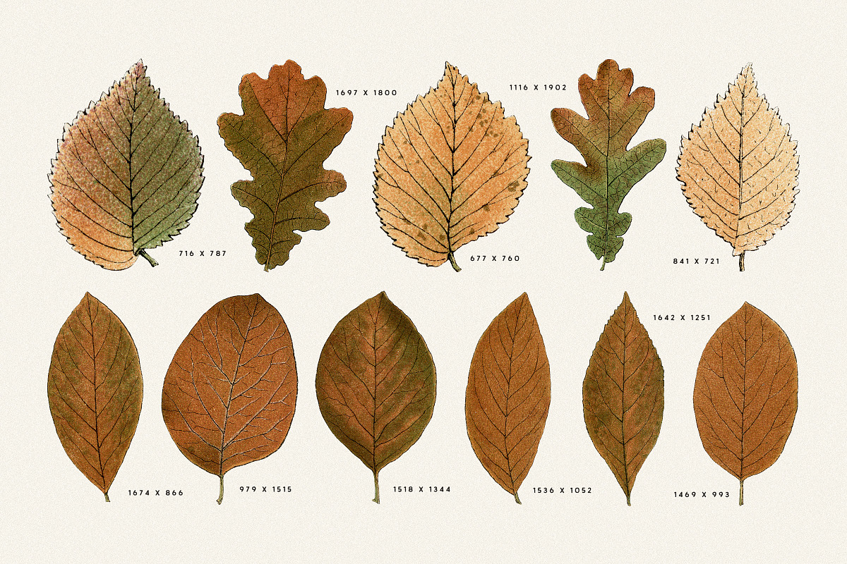 Autumn Leaves Clipart - 59 Images, an Object Illustration by Century Library (Photo 8 of 10)