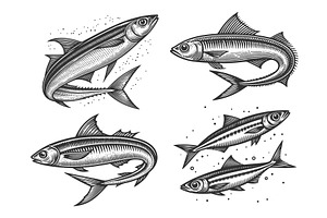 Anchovy fish engraving set vector, an Animal Illustration by AlexArt
