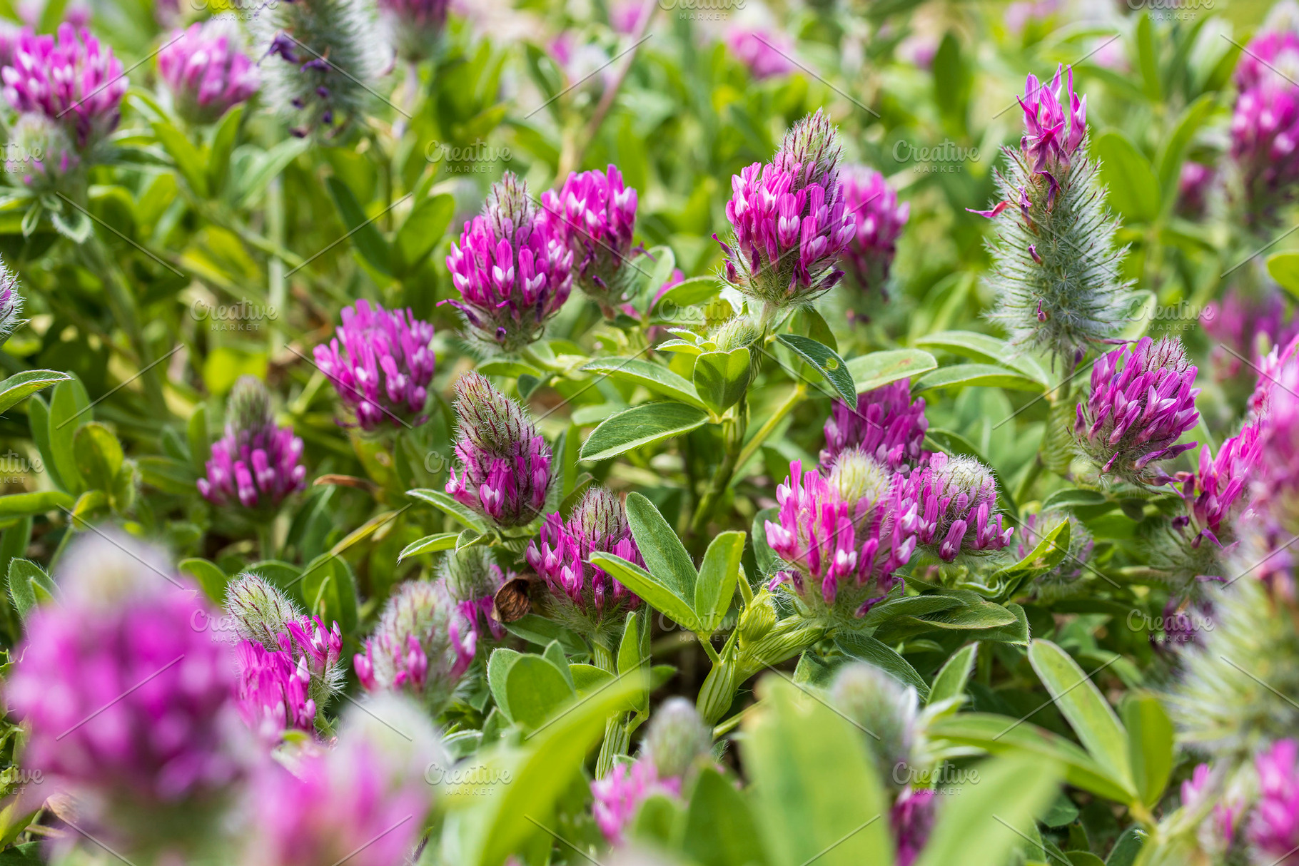 Trifolium albopurpureum, a Nature Photo by Imaginarium
