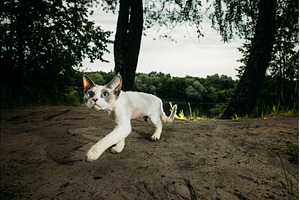 Cat walking gracefully in a natural, an Animal Photo by Our Amazing World