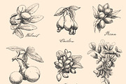 Hand Drawn Nuts set Vector, a Food Illustration by ON_lineart_store (Thumbnail 3 of 11)