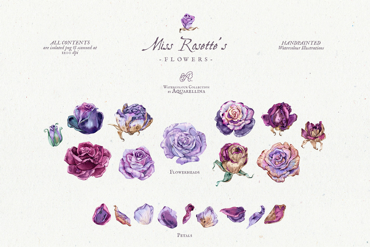 Purple Roses - Watercolour Clipart, a Decorative Illustration by Aquarellina (Photo 14 of 14)