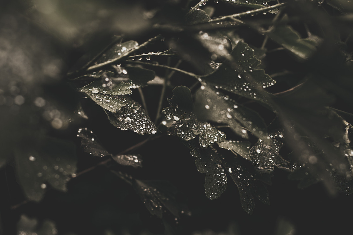 Dark green backgrounds, a Nature Photo by Alekseyliss (Photo 7 of 10)