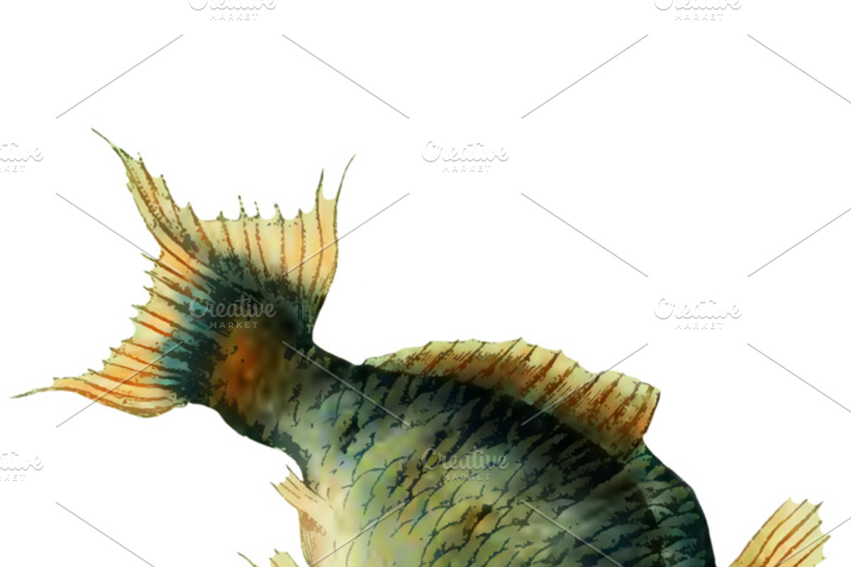 Japanese Koi Images, a Graphic by Digital Vintage (Photo 6 of 7)