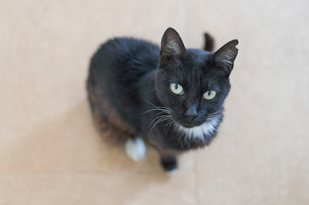 Black Cat is  sit on home, an Animal Photo by DalaiFood