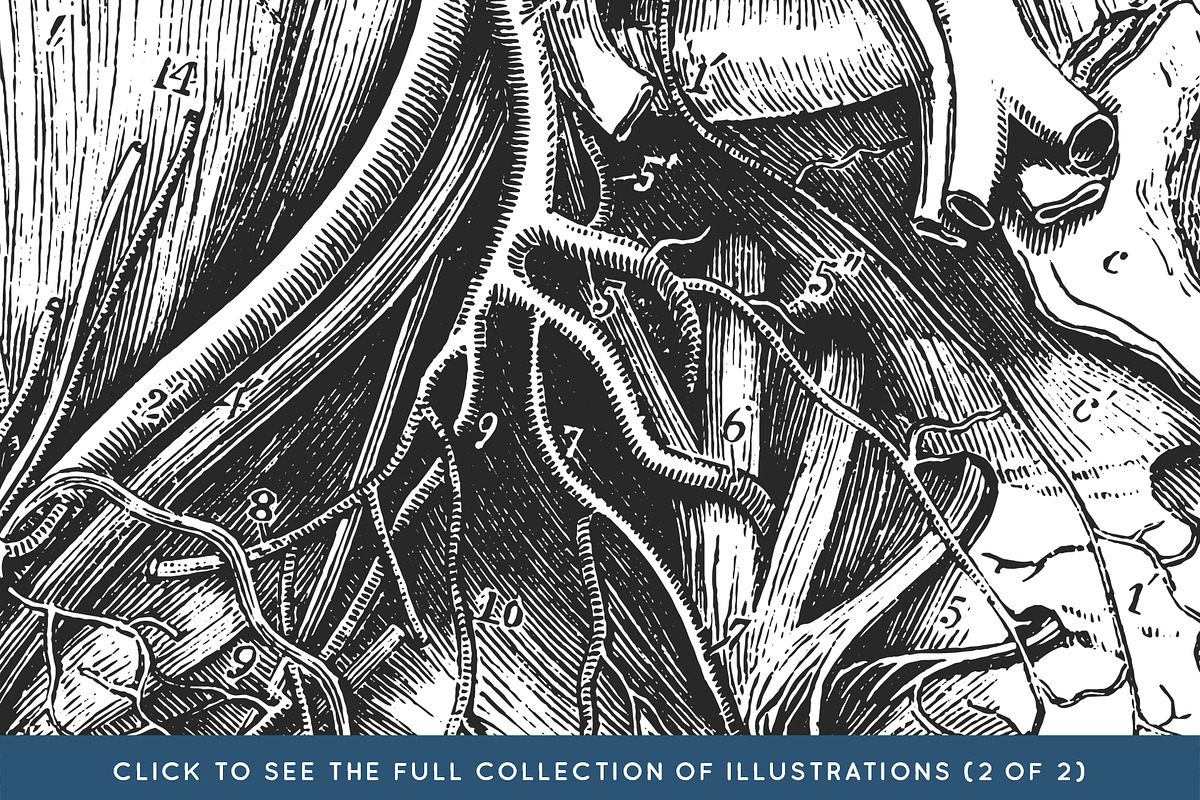 Anatomy & Skeleton PNG Lineart Pack, a Person Illustration by Century Library (Photo 5 of 7)