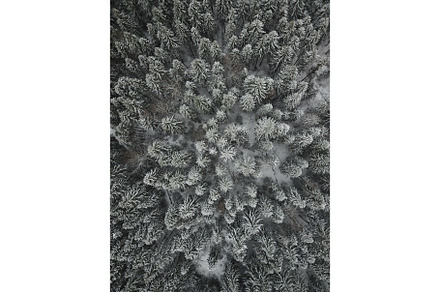 Aerial drone view of snow covered evergreen christmas tree forest after snow