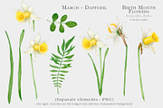 Daffodil Birth Month Flower Clipart, an Illustration by Ksenia Shmakova (Thumbnail 6 of 7)